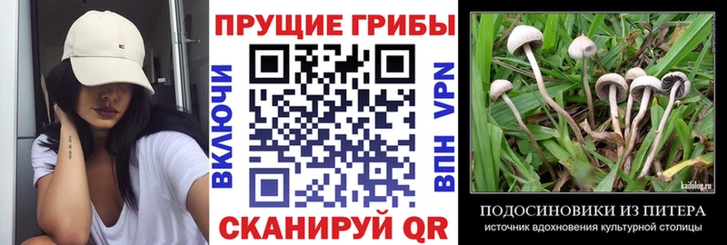 Купить где  Строитель  Псилоцибиновые грибы Cubensis 